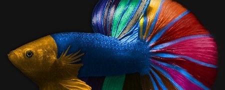 Arte da linha ALPALUX: peixe betta de cores intensas