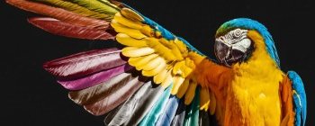 Arte da linha ALPASOLV: arara de penas coloridas
